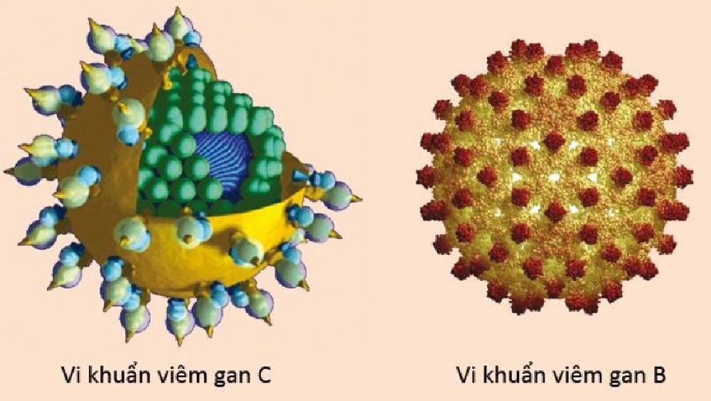 viêm gan b phát tán nhanh hơn