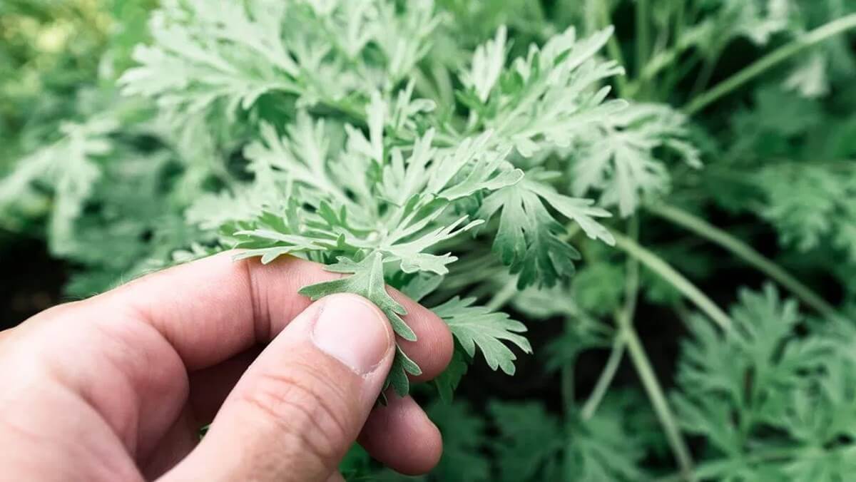 Lá ngải cứu chữa viêm mũi dị ứng