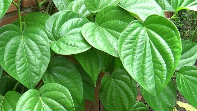 Sử dụng lá trầu không giúp giảm triệu chứng viêm mũi