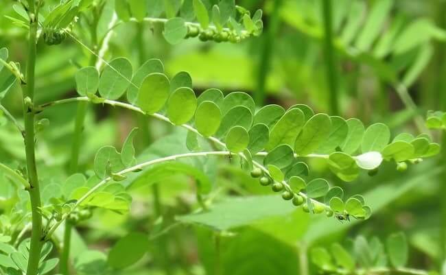 Diệp hạ châu có công dụng mát gan, thanh nhiệt, giải độc