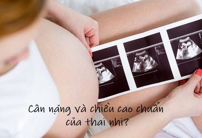 Sự phát triển của thai nhi theo tuần tuổi