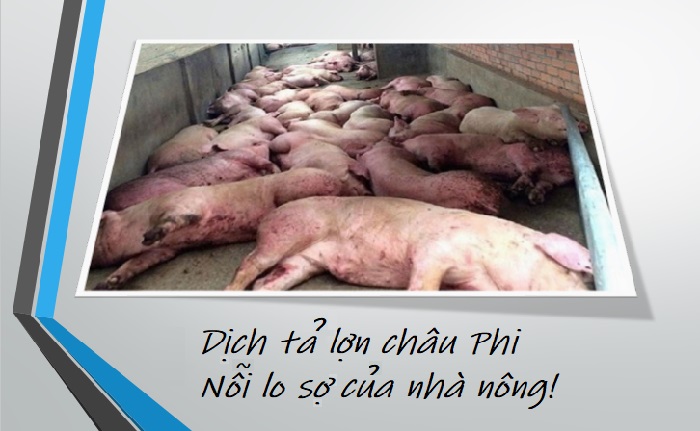 Dịch tả lợn Châu Phi diễn biến phức tạp và lây lan nhanh